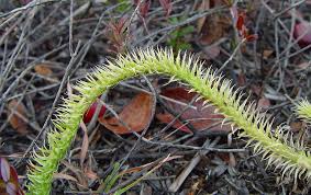 Attēlu rezultāti vaicājumam “Lycogala botrydium”