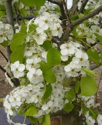 Attēlu rezultāti vaicājumam “Pyrus communis flower”