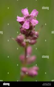 Attēlu rezultāti vaicājumam “Silene viscaria bud”