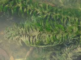 「水蘊草」的圖片搜尋結果