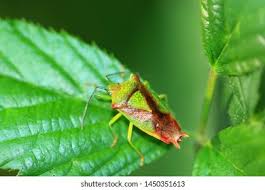 Attēlu rezultāti vaicājumam “Acanthosoma haemorrhoidale”