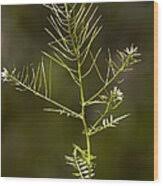 Attēlu rezultāti vaicājumam “Cardamine impatiens”