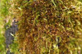 Attēlu rezultāti vaicājumam “Homomallium incurvatum sporophyte”