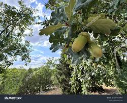 Attēlu rezultāti vaicājumam “Quercus robur fruit”
