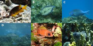 Image result for Sparisoma frondosum