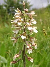 Attēlu rezultāti vaicājumam “Epipactis palustris flower”
