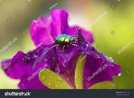 Attēlu rezultāti vaicājumam “Linaeidea aenea”