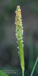 Attēlu rezultāti vaicājumam “Alopecurus aequalis flower”