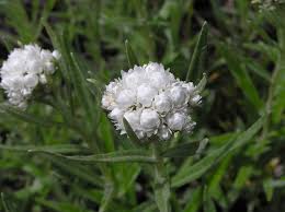 Attēlu rezultāti vaicājumam “Anaphalis margaritacea flower”