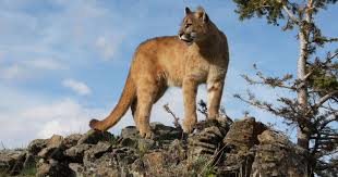 Image result for Craigmount Cougars