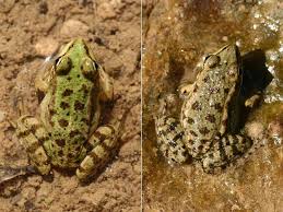 Attēlu rezultāti vaicājumam “Pelophylax juvenile”