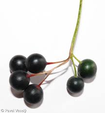 Attēlu rezultāti vaicājumam “Bryonia alba fruit”