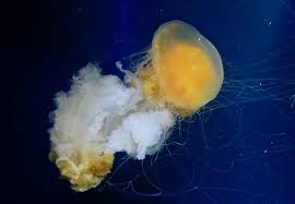 Image result for Phacellophora camtschatica