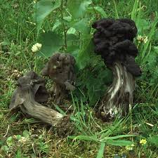 Attēlu rezultāti vaicājumam “Helvella atra”