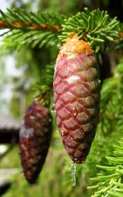 Attēlu rezultāti vaicājumam “Picea abies fruit”