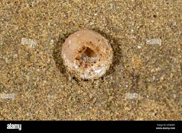 Attēlu rezultāti vaicājumam “Peziza ammophila”