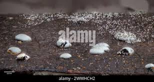 Attēlu rezultāti vaicājumam “Diderma effusum”