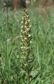 Attēlu rezultāti vaicājumam “Coeloglossum viride”