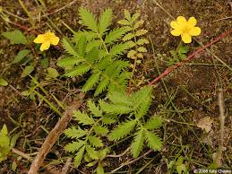 Attēlu rezultāti vaicājumam “Potentilla arenaria leaf”