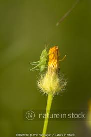 Attēlu rezultāti vaicājumam “Tettigonia viridissima”