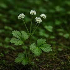 Attēlu rezultāti vaicājumam “Sanicula europaea bud”