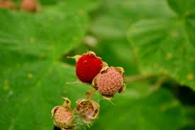 Attēlu rezultāti vaicājumam “Rubus parviflorus fruit”