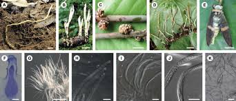 Attēlu rezultāti vaicājumam “Cordyceps stylophora”