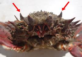 Image result for Maja brachydactyla