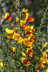 Attēlu rezultāti vaicājumam “Cytisus scoparius flower”