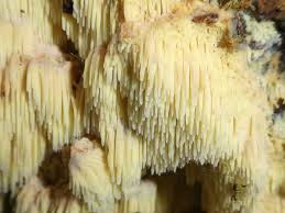 Attēlu rezultāti vaicājumam “Sarcodontia crocea”