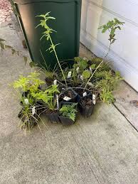 Attēlu rezultāti vaicājumam “Linaria loeselii fruit”