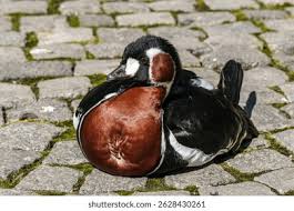 Attēlu rezultāti vaicājumam “Branta ruficollis adult”