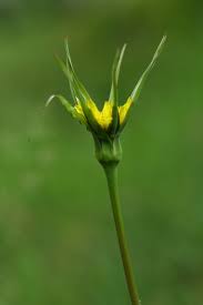 Image result for Tragopogon pratensis