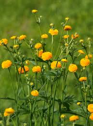 Attēlu rezultāti vaicājumam “Ranunculus acris flower”