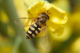 Attēlu rezultāti vaicājumam “Eupeodes corollae”