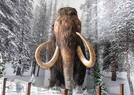 Image result for Go Mammoth