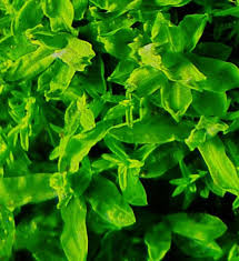 Attēlu rezultāti vaicājumam “Encalypta streptocarpa”