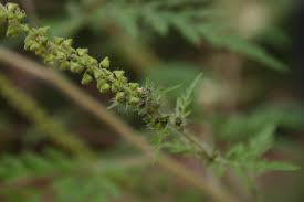 Attēlu rezultāti vaicājumam “Ambrosia artemisiifolia bud”