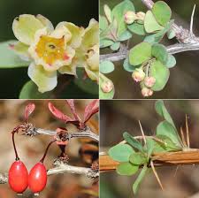 Attēlu rezultāti vaicājumam “Berberis thunbergii flower”