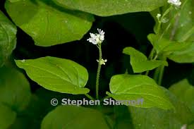 Attēlu rezultāti vaicājumam “Circaea alpina”