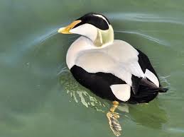 Attēlu rezultāti vaicājumam “Somateria mollissima”