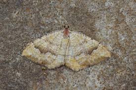 Attēlu rezultāti vaicājumam “Pelurga comitata”