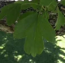 Attēlu rezultāti vaicājumam “Crataegus laevigata leaf”