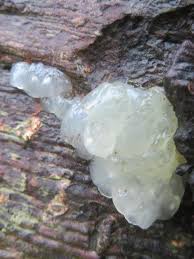 Attēlu rezultāti vaicājumam “Myxarium nucleatum”