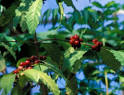 Product Detail - COFFEA Canephora