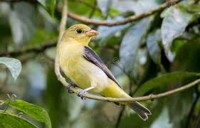 Image result for Piranga olivacea