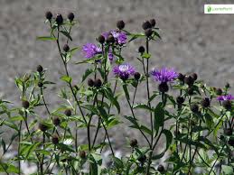 Attēlu rezultāti vaicājumam “Centaurea phrygia bud”