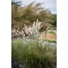 Attēlu rezultāti vaicājumam “Festuca gigantea”