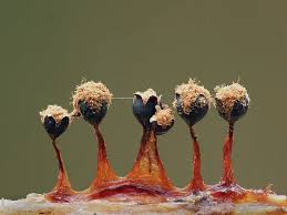 Attēlu rezultāti vaicājumam “Metatrichia floriformis”