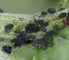 Attēlu rezultāti vaicājumam “Aphis jacobaeae”